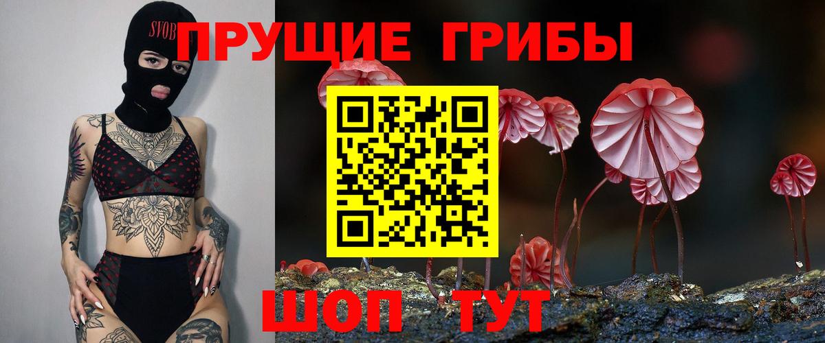 Псилоцибиновые грибы Cubensis  Вход с VPN  Псилоцибиновые грибы прущие грибы  Новоалександровск 